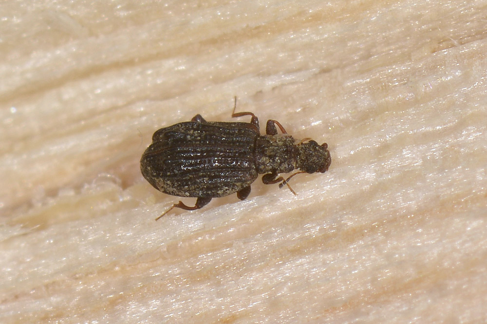 Cartodere nodifer, Latridiidae
